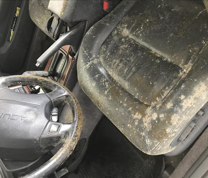 Brown and green mold covering steering wheel of a car and seats.